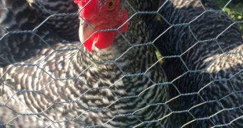 Calling All Chicken Enthusiasts These Books are For You