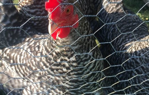 Calling All Chicken Enthusiasts These Books are For You